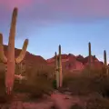 Organ Pipe Cactus National Monument