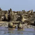 Cape Cross Seal Reserve