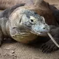 Komodo National Park