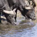 Luangwa National Park