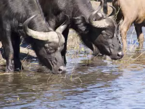Luangwa National Park reserve