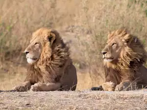 Moremi National Park, Botswana