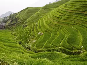 Rice Terraces Banaue