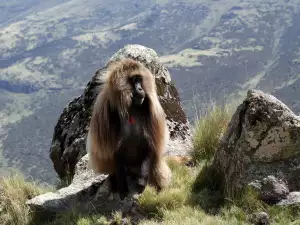 Simien National Park