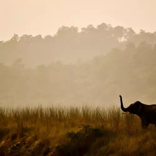 Corbett National Park