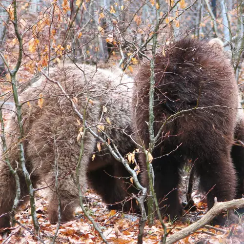 Dancing Bears Park in Belitsa