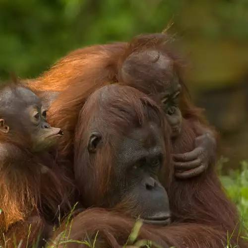 Bukit Lawang