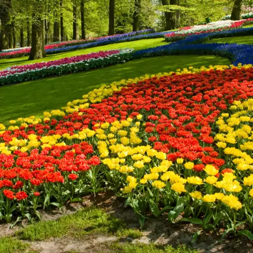 Keukenhof Gardens