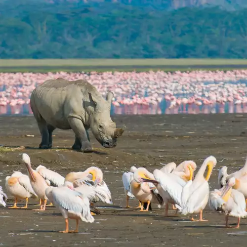 Lake Nakuru National Park