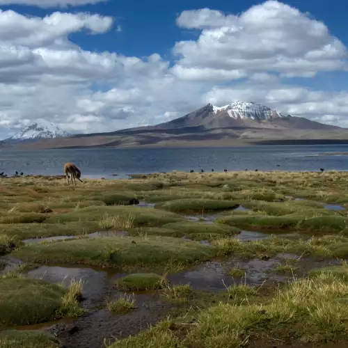 Lauca National Park