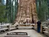 General Sherman Tree