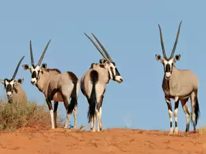 Wild life in Matobo National Park