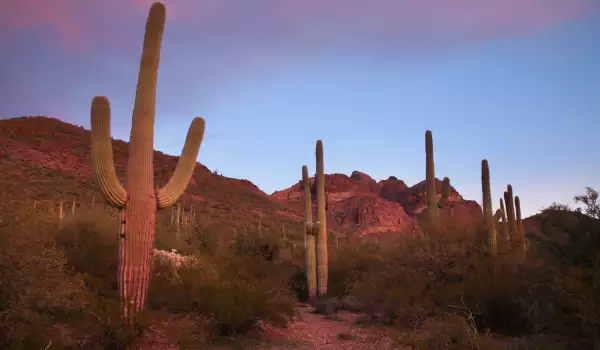 Organ Pipe Cactus National Monument, Arizona