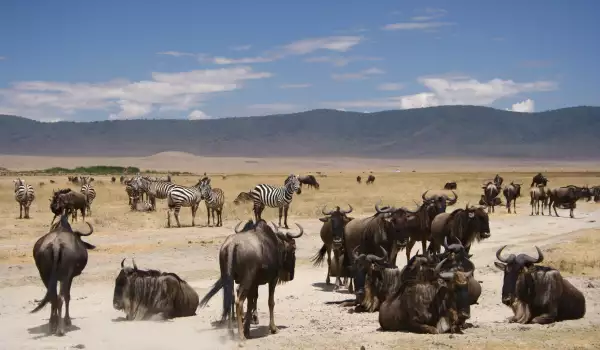 Animals in Serengeti National Park