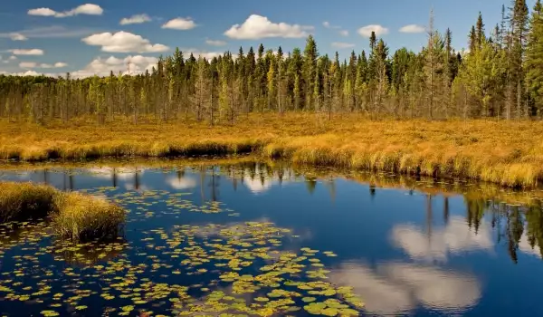 Algonquin Natural Park in Canada