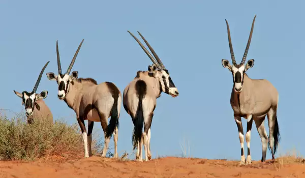 Wild life in Matobo National Park