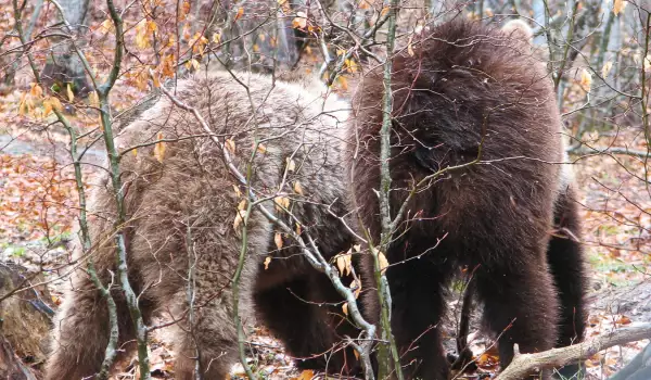 Dancing Bears Park in Belitsa, Bulgaria