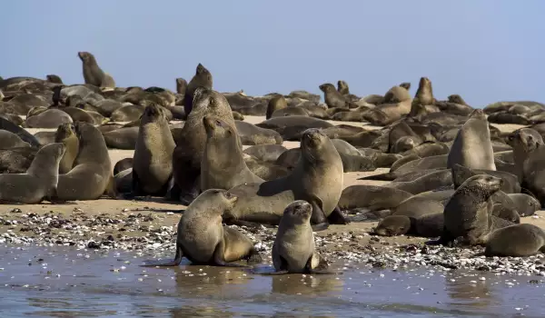 Cape Cross Seal Colony