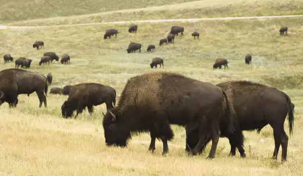 Custer State Park in South Dakota