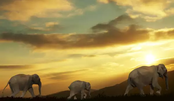 Elephants in Tsavo National Park