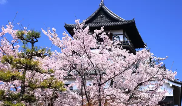 Inuyama Castle in Japan