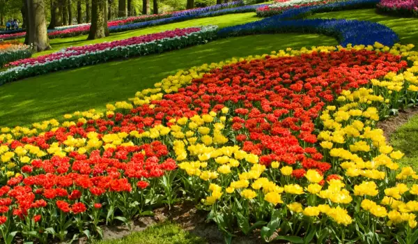 Keukenhof Gardens in Holland