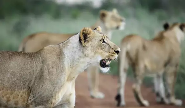 Lions in Nairobi National Park