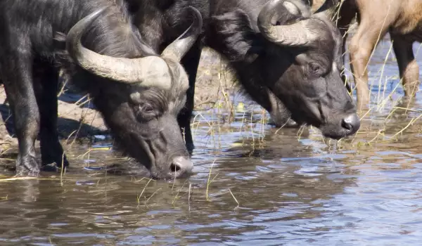 Luangwa National Park reserve