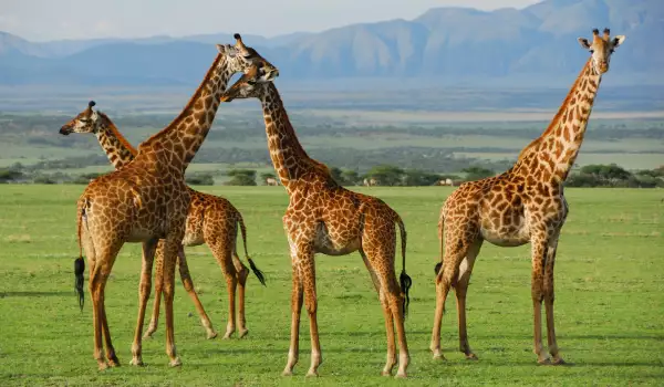 Ngorongoro Giraffes
