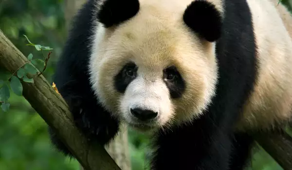 Panda in Wolong National Nature Reserve
