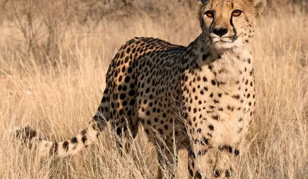 Wild cat in Masai Mara National Reserve