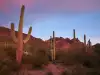 Organ Pipe Cactus National Monument