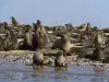 Cape Cross Seal Reserve