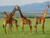 Ngorongoro Crater Reserve